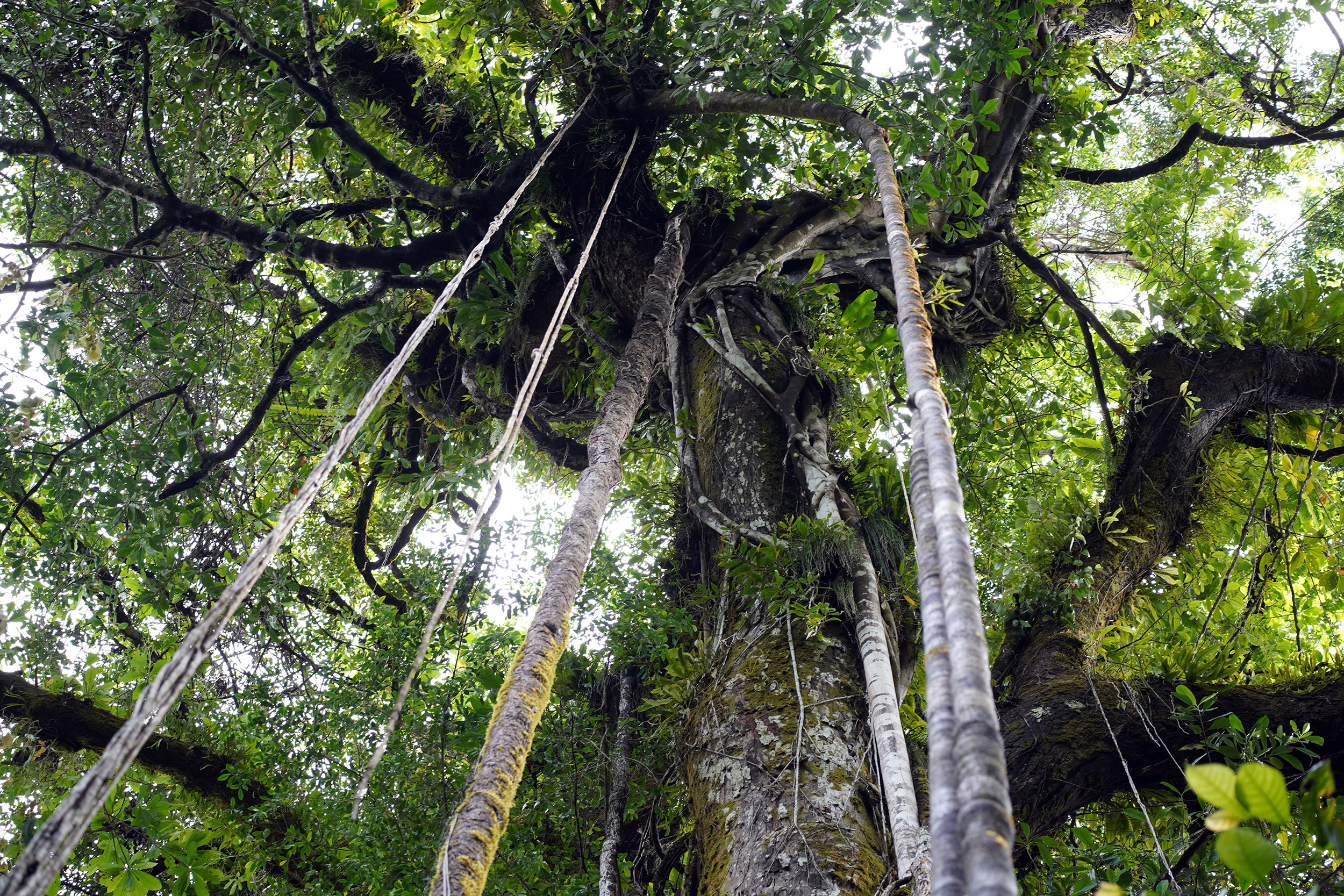 Costa Rica - Février 2025